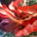 Large, red, heirloom rose, opening towards the sun. Painted with acrylic spray paints by Cynthia McLoughlin