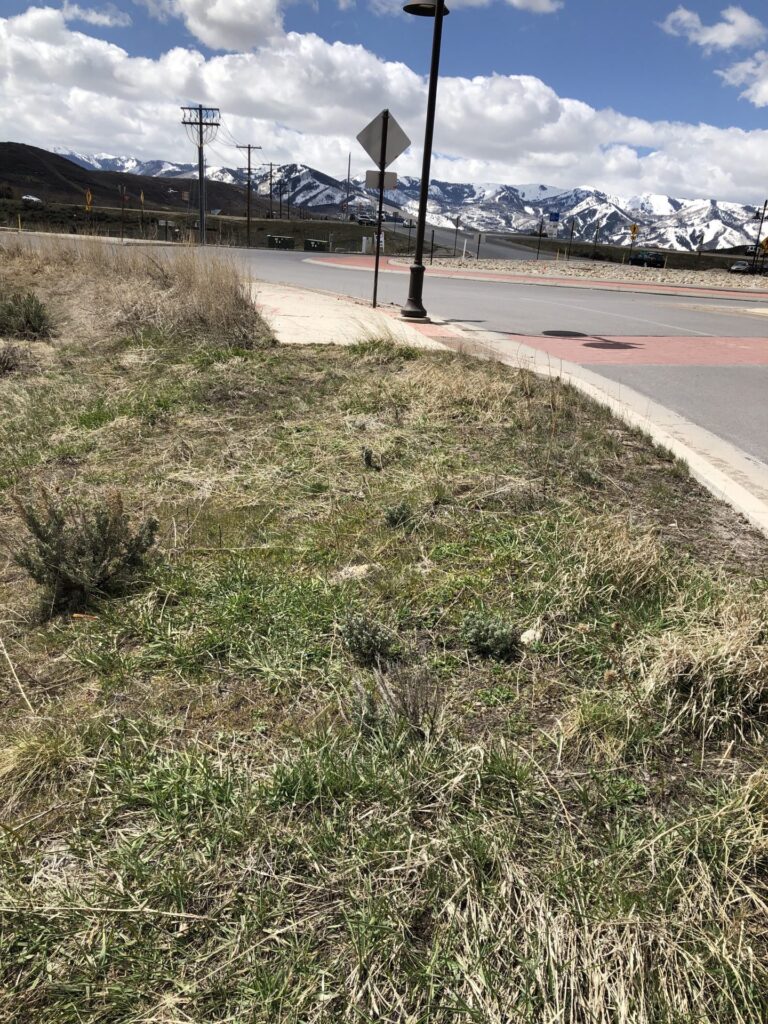 Photo of the grassy side of the road that I cleaned up on Earth Day.