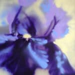 Giant purple Iris with yellow background, spray painted by artist Cynthia McLoughlin