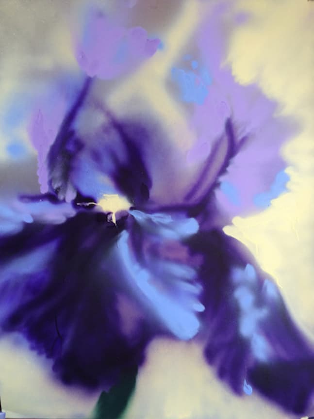 Giant purple Iris with yellow background, spray painted by artist Cynthia McLoughlin