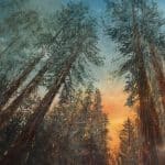 Sunrise in the forest of these stoic very tall trees standing sentry for all time.
